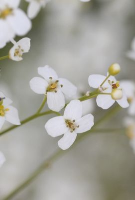 Reuzenzeekool -Crambe cordifolia