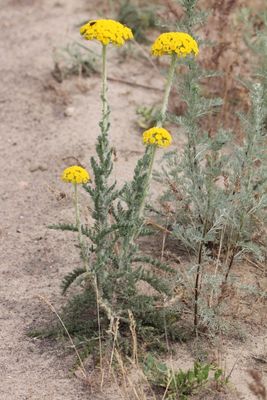 Achilea arabica 