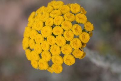 Achilea arabica 