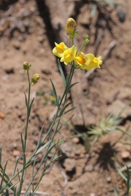 Linaria pedicellata  