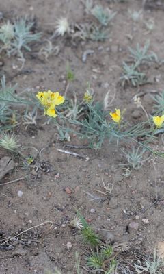 Linaria pedicellata  