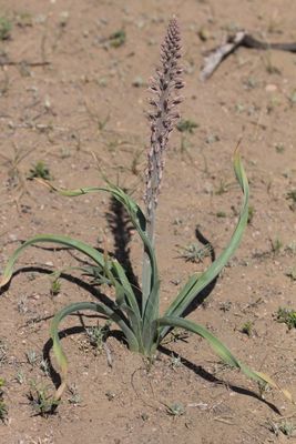 Eremurus inderiensis