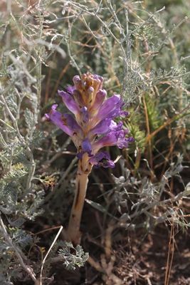 Blauwe bremaap - Orobanche purpurea 