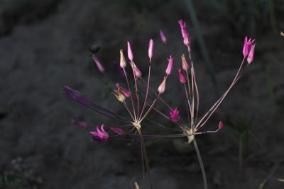 Alliuum iliense 