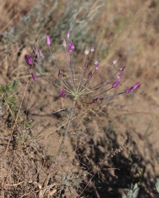 Alliuum iliense 