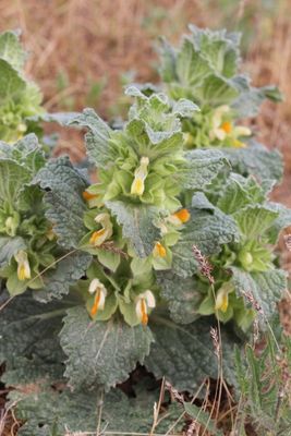 Eremostachus molucelloides 