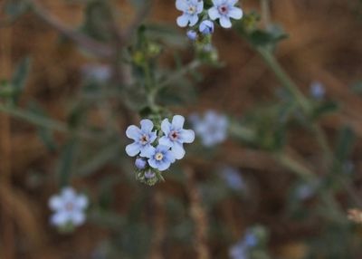 Cynoglossum amabile