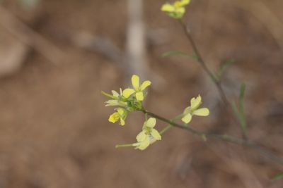 Hongaarse raket - Sisaymbrium moluclloides