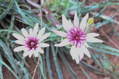 Paarse morenster - Tragopogon porrifolius