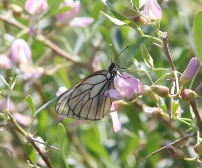 Groot geaderd witje - Aporia crataegi 