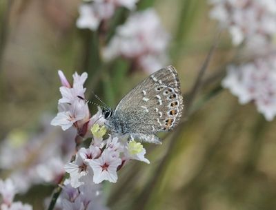 Neolkycaena submontana
