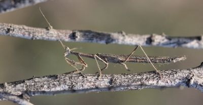 Severinia turcomania 