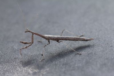 Severinia turcomania 