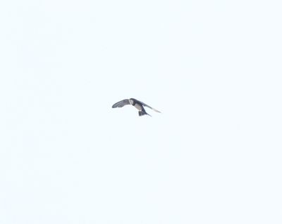 Alpengierzwaluw - Alpine swift -Tachymarptis melba
