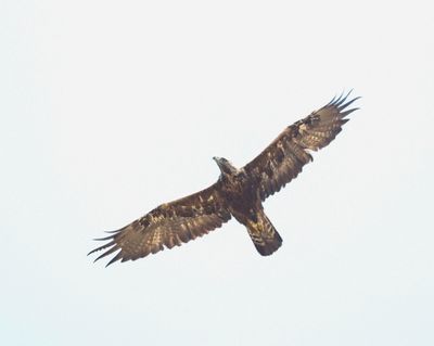 Steenarend - Golden eagle - Aquila chrysaetos