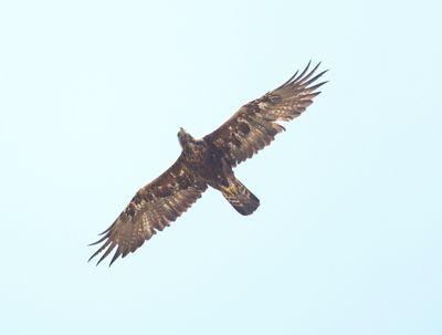 Steenarend - Golden eagle - Aquila chrysaetos