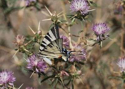 Koningspage - Scarce swallowtail - Iphiclides podalirius