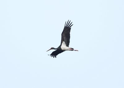 Zwarte ooievaar - Black stork - Ciconia nigra