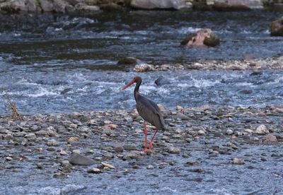 Zwarte ooievaar - Black stork - Ciconia nigra