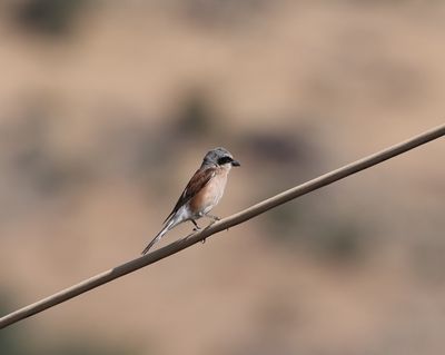Grauwe klauwier - Red-backed shrike - Lanius collurio
