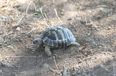 Griekse landschildpad - Hermann's tortoise -Testudo hermanni