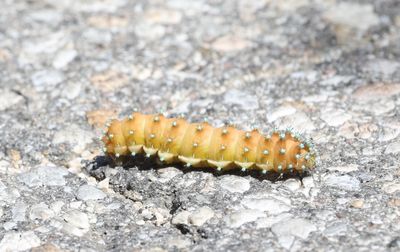 Grote Nachtpauwoog - Saturnia pyri