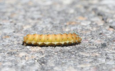 Grote Nachtpauwoog - Saturnia pyri