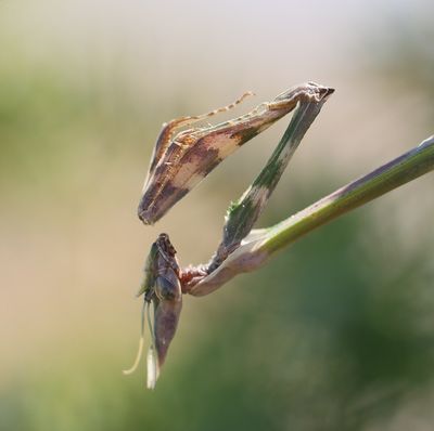 Empusa fasciata