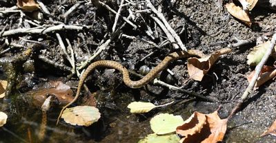 Dobbelsteenslang - Dice snake - Natrix tessellata