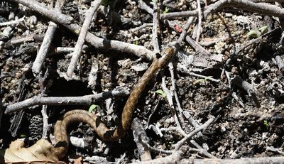 Dobbelsteenslang - Dice snake - Natrix tessellata