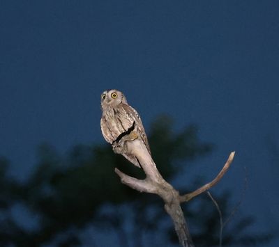 Dwergooruil - Eurasian scops owl - Otus scops