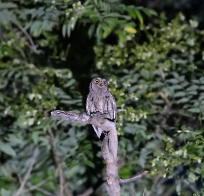 Dwergooruil - Eurasian scops owl - Otus scops