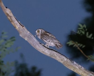 Dwergooruil - Eurasian scops owl - Otus scops