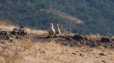 Aasgier - Egyptian vulture - Neophron percnopterus