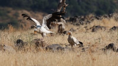 Aasgier - Egyptian vulture - Neophron percnopterus