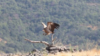Vale gier - Eurasian griffon vulture - Gyps fulvus