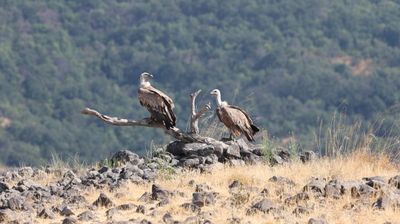 Vale gier - Eurasian griffon vulture - Gyps fulvus