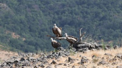 Vale gier - Eurasian griffon vulture - Gyps fulvus