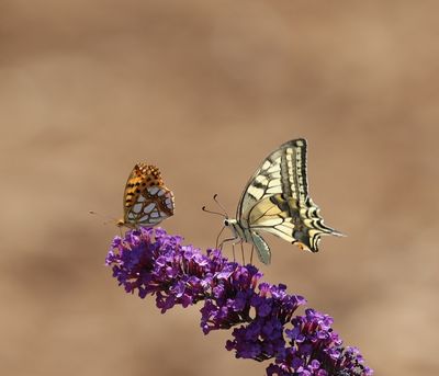Koninginnenpage - Papilio machaon