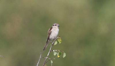 Grauwe klauwier - Red-backed shrike - Lanius collurio