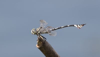 Vaandeldrager - Lindenia tetraphylla