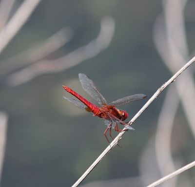 Purperlibel - Trithemis annulata