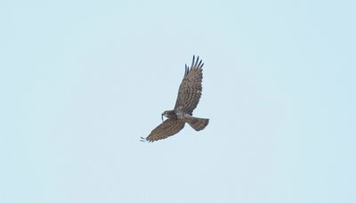 Slangenarend - Short-toed snake eagle - Circaetus gallicus