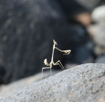 Empusa pennata