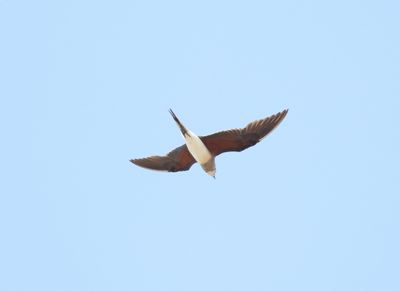 Vorkstaartplevier - Collared pratincole - Glareola pratincola