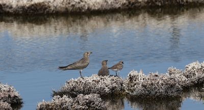 Vorkstaartplevier - Collared pratincole - Glareola pratincola