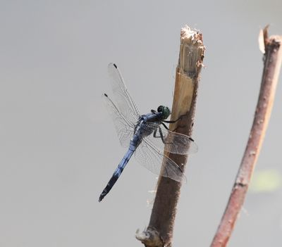 Witpuntoeverlibel - Orthetrum albistylum