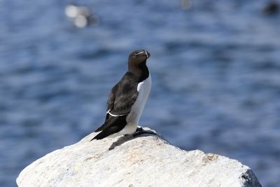 Alk - Razorbill - Alca torda