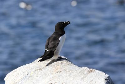 Alk - Razorbill - Alca torda