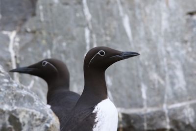 Zeekoet - Guillemot  -  Uria aalge